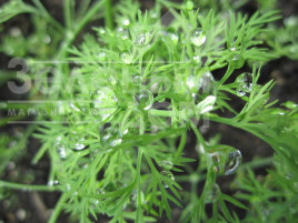 Насіння кропу Елла / Ella купити оптом і в роздріб в Україні за вигідною ціною