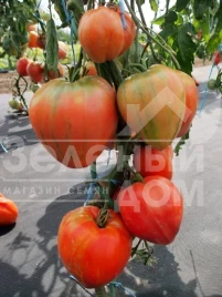 Семена томатов Геродес / Gerodes купить оптом и в розницу в Украине по выгодной цене