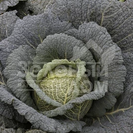 Семена капусты савойской Виратоба F1 / Viratoba F1,135-140 дней купить оптом и в розницу в Украине по выгодной цене