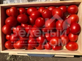 Семена томатов 9969 F1 / 9969 F1, 105 дней купить оптом и в розницу в Украине по выгодной цене