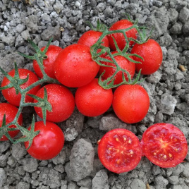 Насіння томатів Воларе F1 /  Volare F1 купити оптом і в роздріб в Україні за вигідною ціною