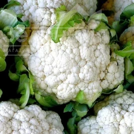 Семена капусты цветной Палла ди Неве / Palla di Neve купить оптом и в розницу в Украине по выгодной цене