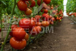 Насіння томатів Редсонні F1 / Redsonni F1 купити оптом і в роздріб в Україні за вигідною ціною