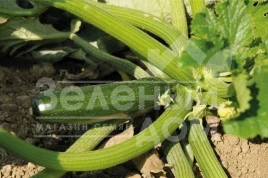 Семена кабачков Дуня F1 / Dunya F1 купить оптом и в розницу в Украине по выгодной цене