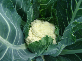 Насіння капусти цвітної Октавіан / Octavian, 85-95 днів купити оптом і в роздріб в Україні за вигідною ціною