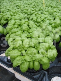 Семена базилика Эмили / Emili купить оптом и в розницу в Украине по выгодной цене