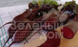 Семена свеклы Алексис (Цитадела) / Alexis (Citadela),120-130 дней купить оптом и в розницу в Украине по выгодной цене