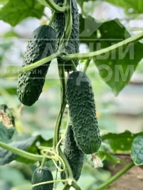 Семена огурцов Ниндзя F1 / Nindzya F1 купить оптом и в розницу в Украине по выгодной цене