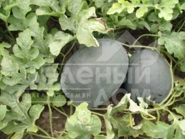 Семена арбуза ЛС 1544 F1 / LS 1544 F1,70-75 дней купить оптом и в розницу в Украине по выгодной цене