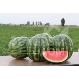Семена арбуза Трофи F1 / Trophy F1,62-65 дней купить оптом и в розницу в Украине по выгодной цене