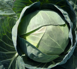 Насіння капусти білокачанної Церокс F1 / Cerox F1,80 днів купити оптом і в роздріб в Україні за вигідною ціною