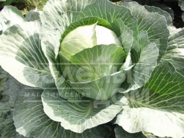 Семена капусты белокочанной Амтрак F1 / Amtrak F1,140 дней купить оптом и в розницу в Украине по выгодной цене