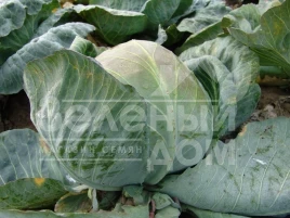 Семена капусты белокочанной Статус F1 / Status F1,100-105 дней купить оптом и в розницу в Украине по выгодной цене