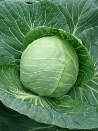 Насіння капусти білокачанної Лема F1 / Lemma F1,48-52 дні купити оптом і в роздріб в Україні за вигідною ціною