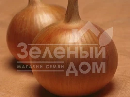 Лук репчатый Бонус F1 / Bonus F1,100-105 дней купить оптом и в розницу в Украине по выгодной цене