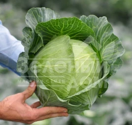 Семена капусты белокочанной Топма F1 / Topma F1,70-75 дней купить оптом и в розницу в Украине по выгодной цене