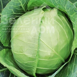 Семена капусты белокочанной Слава / Slava купить оптом и в розницу в Украине по выгодной цене