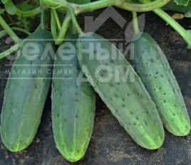 Семена огурцов Валери F1 / Valery F1 купить оптом и в розницу в Украине по выгодной цене