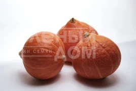 Семена тыквы Колинки F1 / Kolinki F1  купить оптом и в розницу в Украине по выгодной цене