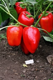Семена сладкого перца Виктория / Viktoria купить оптом и в розницу в Украине по выгодной цене
