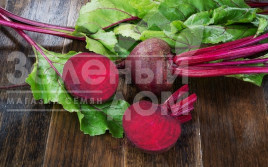 Насіння буряка Бетіна / Betina,120 днів купити оптом і в роздріб в Україні за вигідною ціною