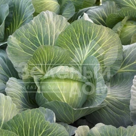 Семена капусты белокочанной Киласис F1 / Kilasis F1 купить оптом и в розницу в Украине по выгодной цене