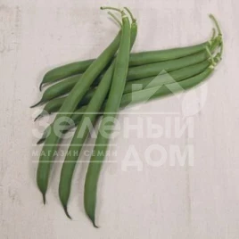 Семена фасоли Оутлав / Outlav,57 дней купить оптом и в розницу в Украине по выгодной цене