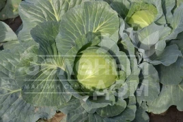 Семена капусты белокочанной Монро F1 / Monro F1,100-110 дней купить оптом и в розницу в Украине по выгодной цене