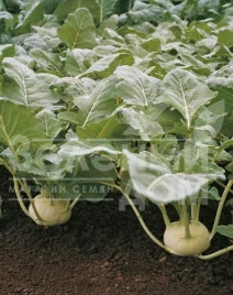 Семена капусты кольраби Корист F1 / Korist F1,155 дней купить оптом и в розницу в Украине по выгодной цене