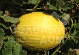 Семена дыни Бабор F1 / Babor F1,75 дней купить оптом и в розницу в Украине по выгодной цене