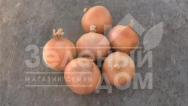 Лук репчатый Брекстон F1 / Braxton F1,110 дней купить оптом и в розницу в Украине по выгодной цене