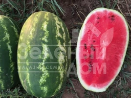 Семена арбуза Реденза F1 / Redenza F1,60-62 дня купить оптом и в розницу в Украине по выгодной цене
