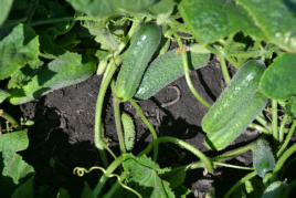 Насіння огірків Убеда F1 / Ubeda F1,45-48 днів купити оптом і в роздріб в Україні за вигідною ціною