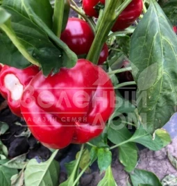 Семена сладкого перца Вилд F1 / Wild F1, 70 дней купить оптом и в розницу в Украине по выгодной цене