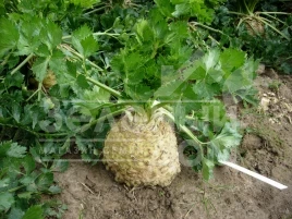 Семена сельдерея Астерикс F1 / Asterix F1, 130 дней купить оптом и в розницу в Украине по выгодной цене