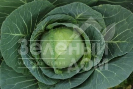 Семена капусты белокочанной Ритмо F1 / Ritmo F1,120-125 дней купить оптом и в розницу в Украине по выгодной цене