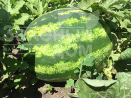 Насіння кавуна Біант F1 / Biant F1,56-60 днів купити оптом і в роздріб в Україні за вигідною ціною
