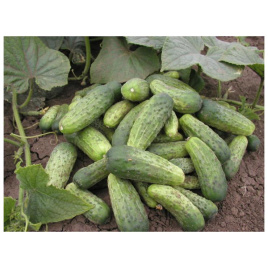 Насіння огірків Регіна F1 / Regina F1,40-45 днів купити оптом і в роздріб в Україні за вигідною ціною