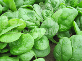 Насіння шпинату Кугар F1 / Cougar F1 купити оптом і в роздріб в Україні за вигідною ціною
