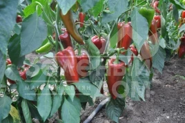 Семена сладкого перца Супер Кап F1 / Super Cаp F1, 60-65 дней купить оптом и в розницу в Украине по выгодной цене