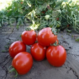 Семена томатов КС 215 F1 / KS 215 F1 купить оптом и в розницу в Украине по выгодной цене