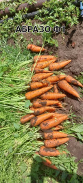 Насіння моркви Абразо F1 / Abrazo F1,88–92 днів купити оптом і в роздріб в Україні за вигідною ціною