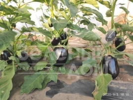 Семена баклажана Регтайм (INX 804) F1 / Regtime (INX 804) F1,80-85 дней купить оптом и в розницу в Украине по выгодной цене