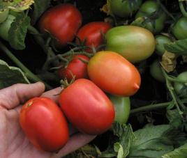 Насіння томатів Денар / Denar,80-90 днів купити оптом і в роздріб в Україні за вигідною ціною