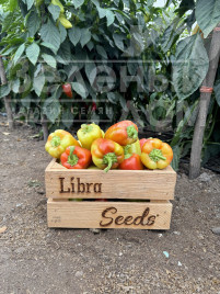 Насіння солодкого перцю Рубікон F1 / Rubikon F1, 52-57 днів купити оптом і в роздріб в Україні за вигідною ціною