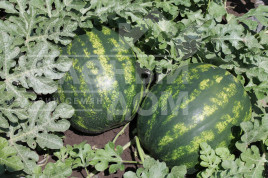 Насіння кавуна Бархан F1 / Barkhan F1 купити оптом і в роздріб в Україні за вигідною ціною