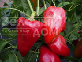 Насіння солодкого перцю Сандра / Sandra купити оптом і в роздріб в Україні за вигідною ціною