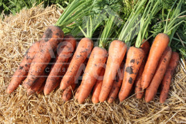 Насіння моркви Мірафлорес F1 / Miraflores F1,115-120 днів купити оптом і в роздріб в Україні за вигідною ціною