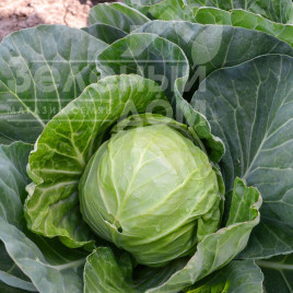 Насіння капусти білокачанної Капітал F1 / Capital F1, 42-45 днів купити оптом і в роздріб в Україні за вигідною ціною