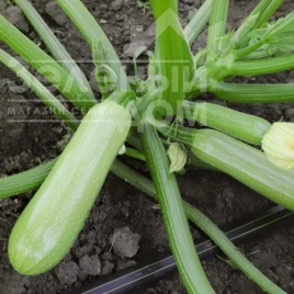 Насіння кабачка Йокі (КС 2446) F1 / Yoki (KS 2446) F1,40-45 днів купити оптом і в роздріб в Україні за вигідною ціною